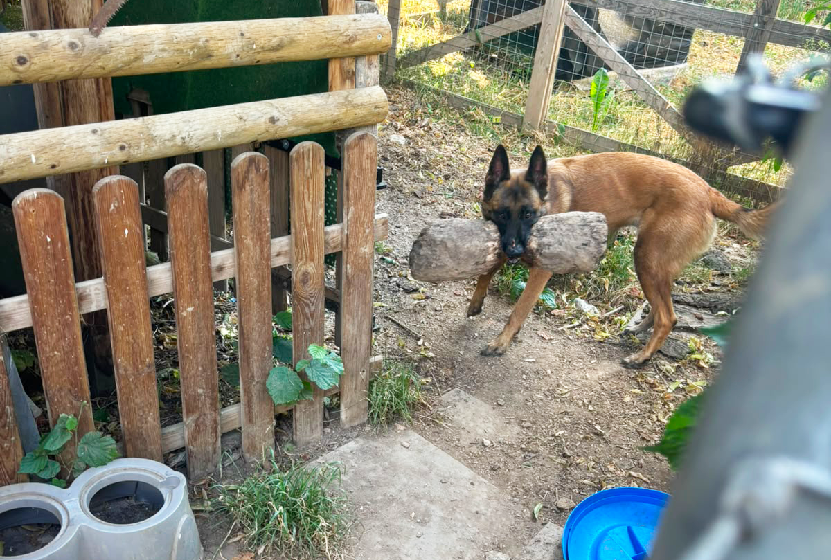 pension-canine-proche-fribourg